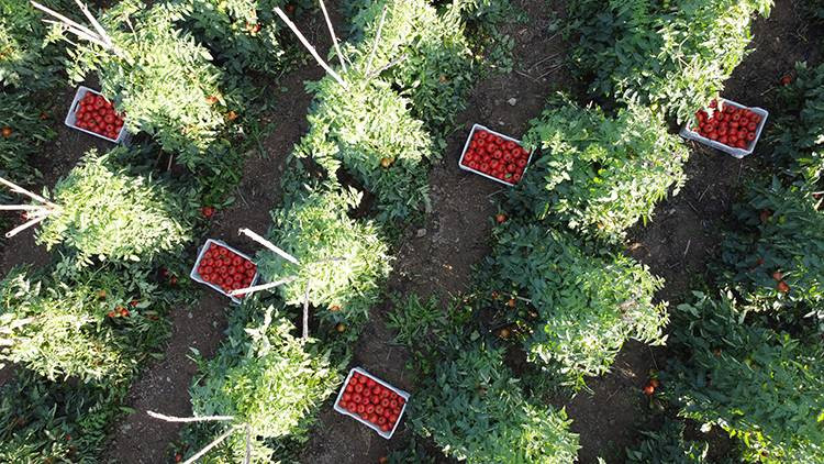 10 köydeki 2500 dekara ekildi tarlada kilosu 15 TL'den satılıyor. Köylü bayram ediyor şafak vakti topluyor - Resim: 19